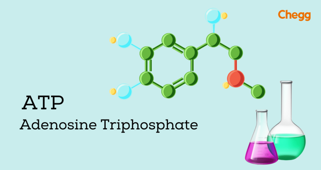 atp-full-form-adenosine-triphosphate-an-important-power-guide-2024