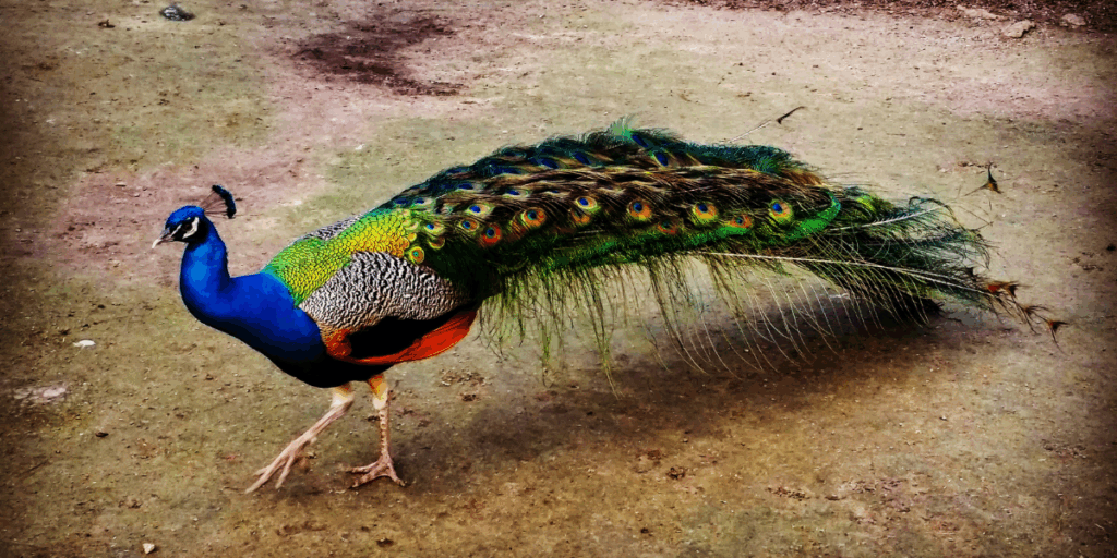 What is the National Bird of India