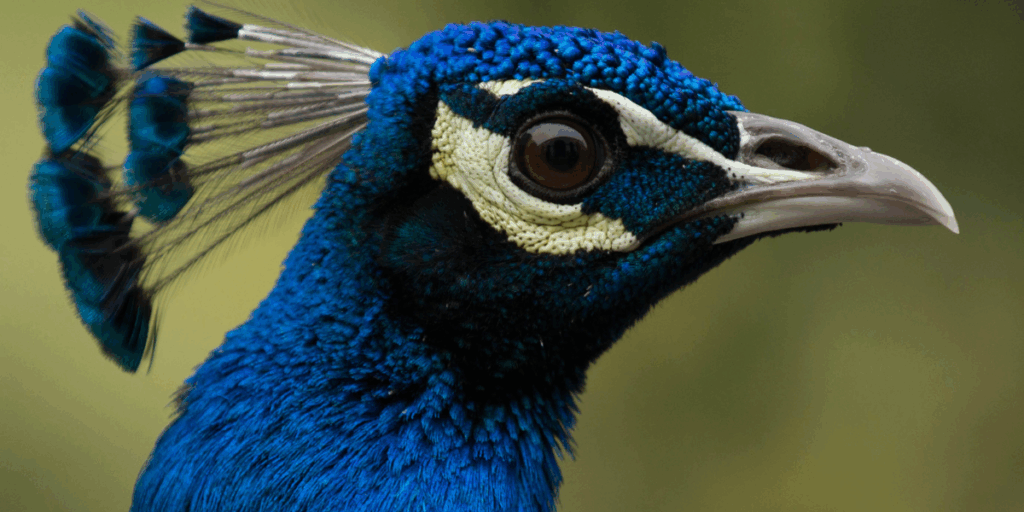 peacock images