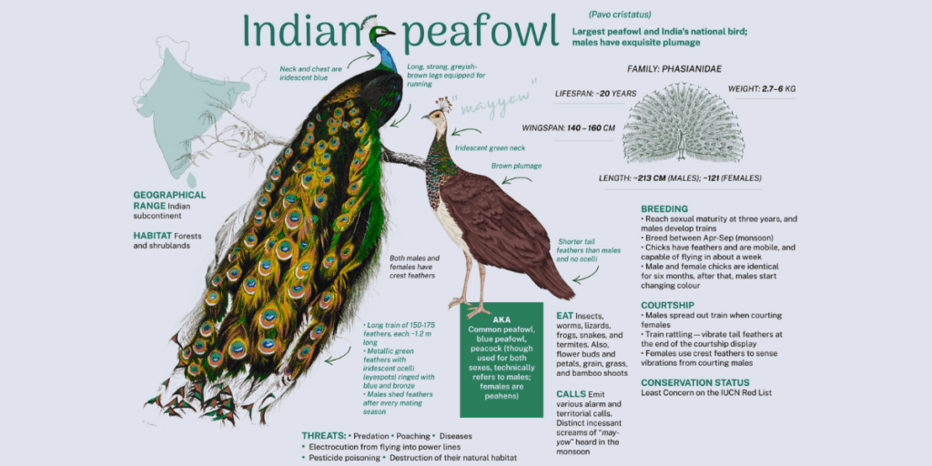 Indian peafowl