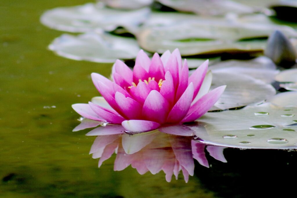 National Flower Of India 5 Fascinating Facts