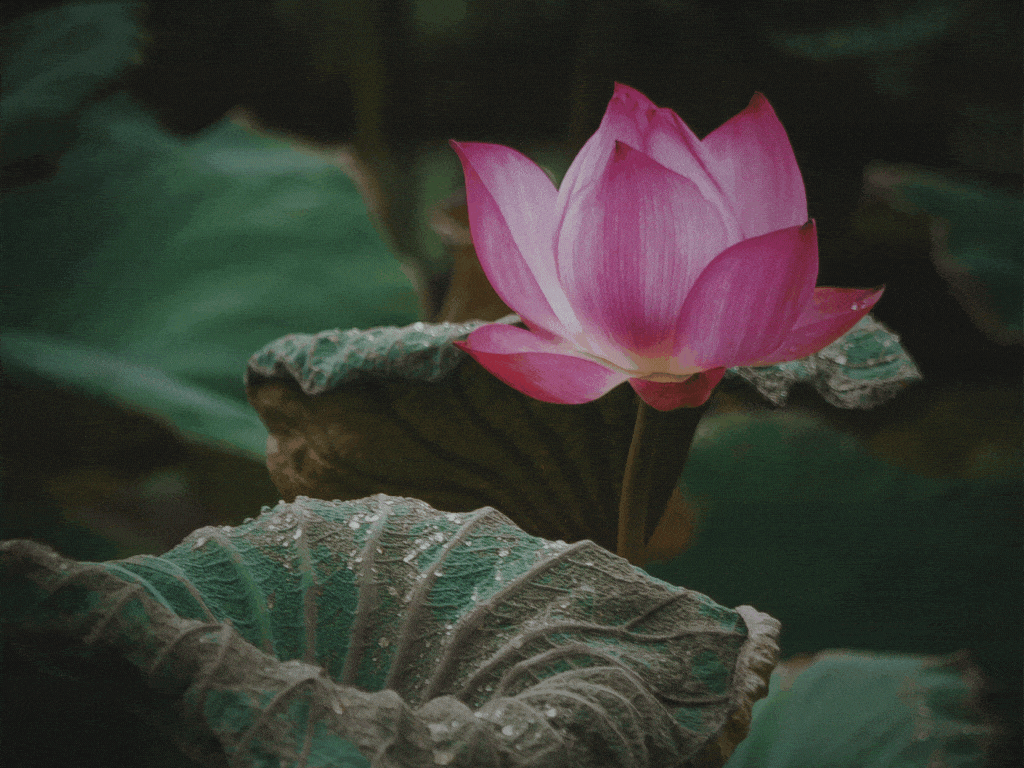 uses of Lotus Flower