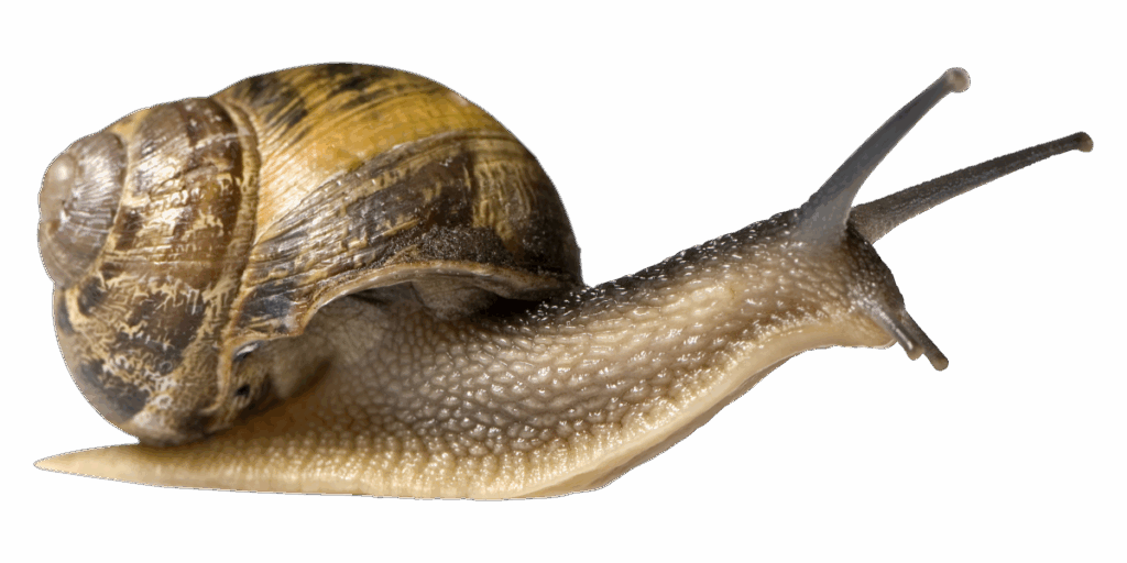 slowest animal in the world