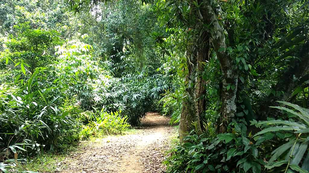 Jawaharlal Nehru Tropical Botanic Garden & Research Institute, Palode (Kerala)