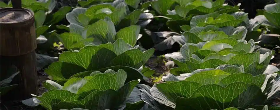 Dhanikhari Experimental Garden (Andaman Islands)