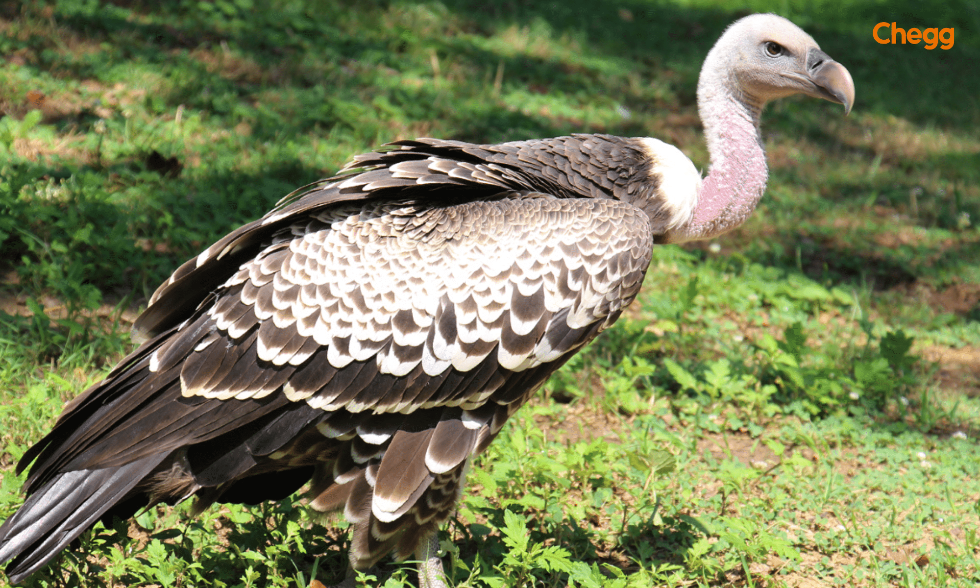 Top 10 Biggest Bird in the World: Amazing Facts