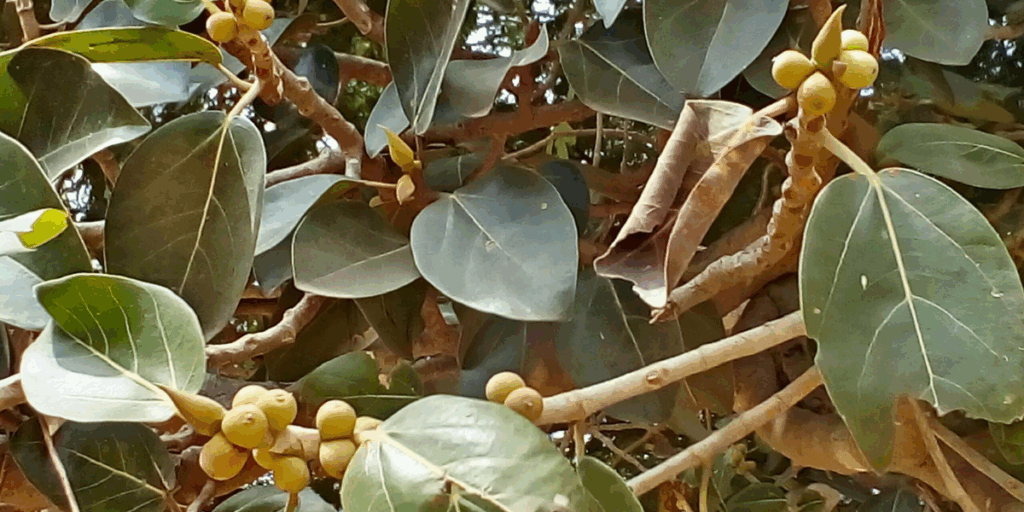 भारत का राष्ट्रीय वृक्ष