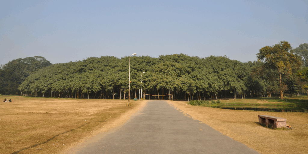 भारत का राष्ट्रीय वृक्ष