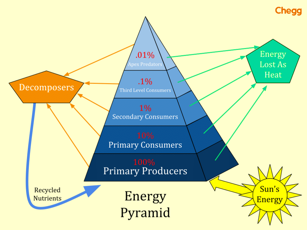 Ecological pyramid 