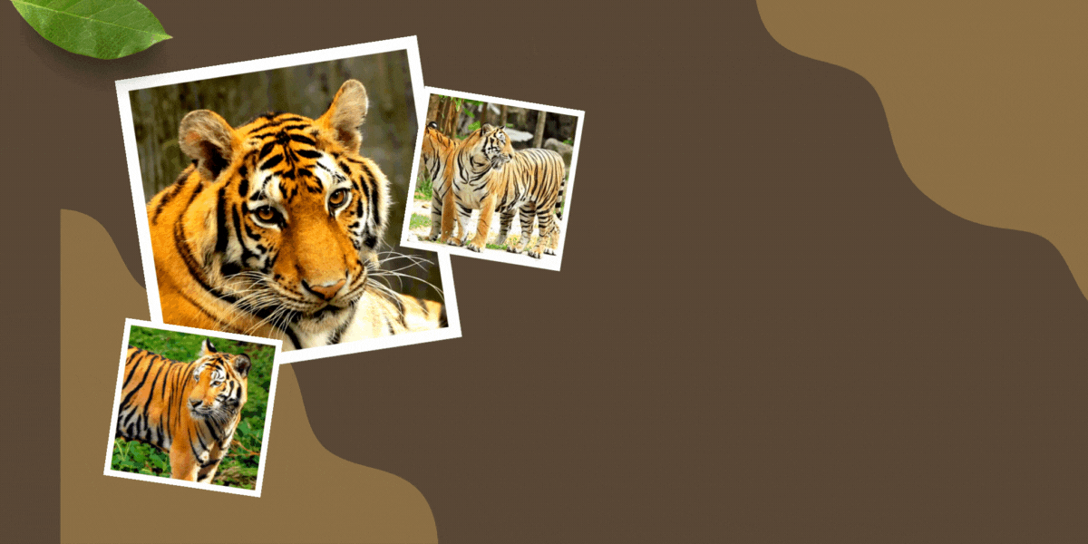 national animal of india