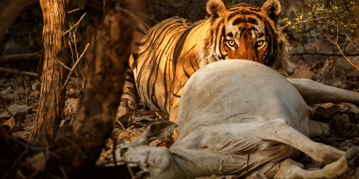 National Animal of India – Royal Bengal Tiger Facts & History