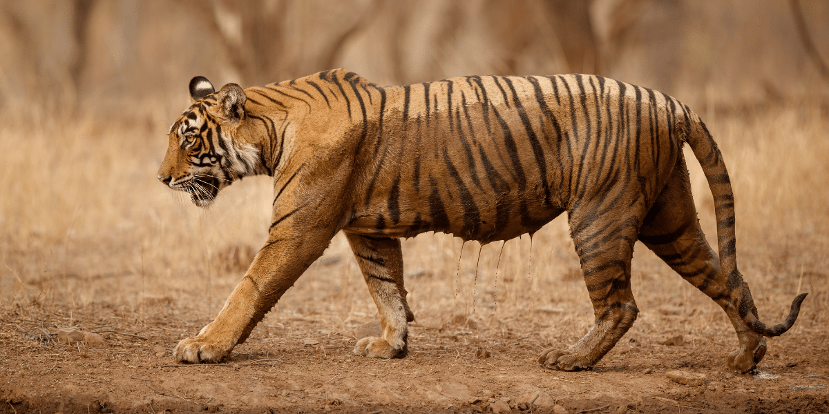 54 tiger reserve in india
