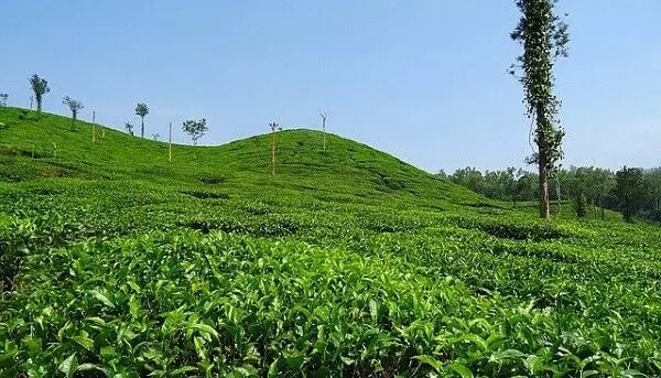Arunachal Pradesh tea estate