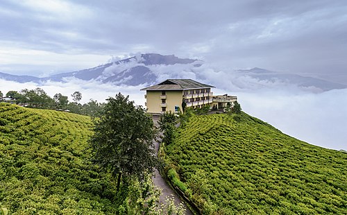 Sikkim Tea Garden