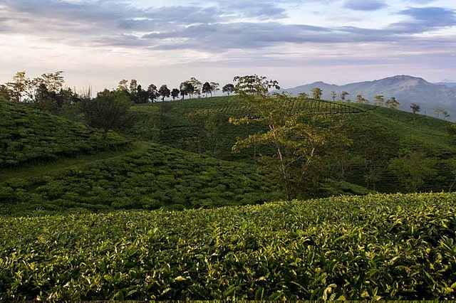 Nagaland tea estates