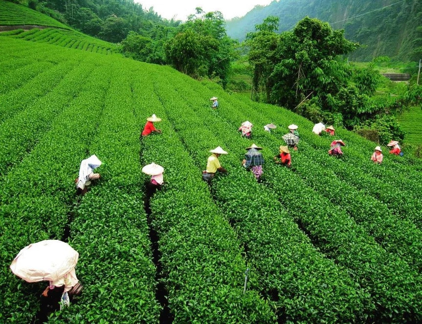darjeeling tea garden