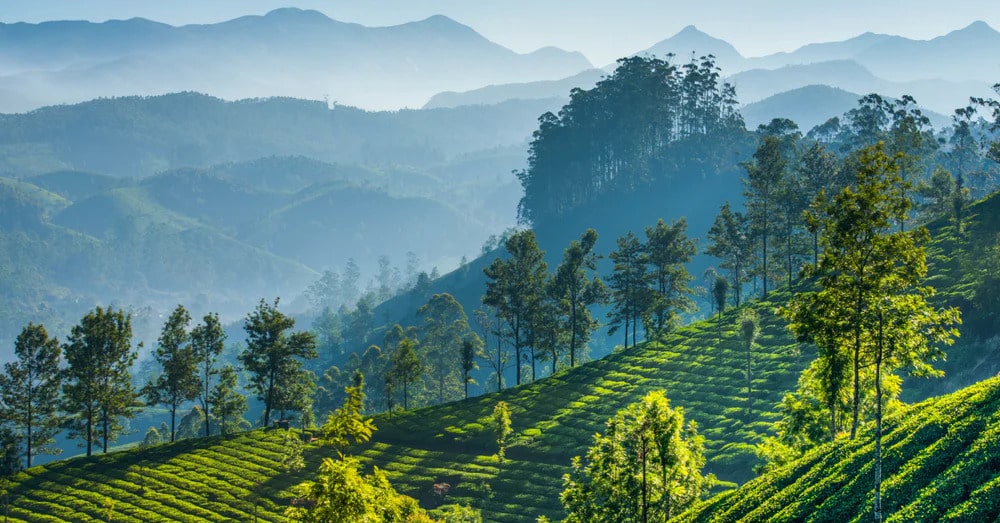 Nilgiri tea region