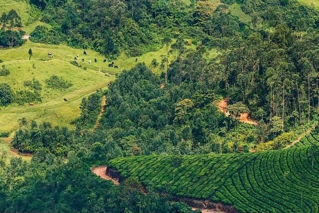 Kerala tea gardens