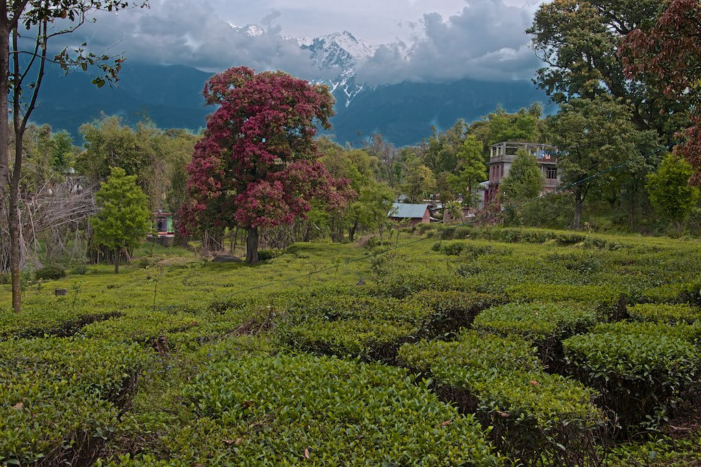 kangra tea plantation