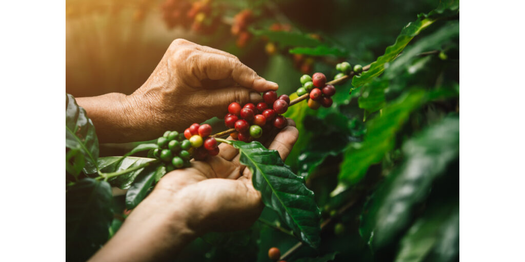 best coffee brands in india