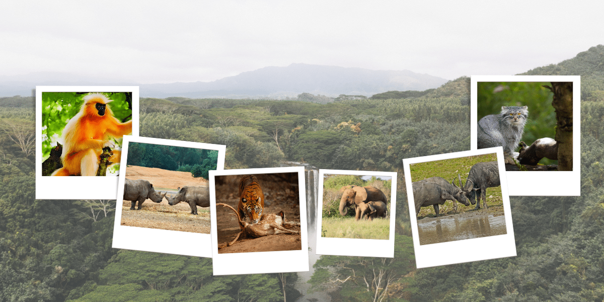 How many national park in assam