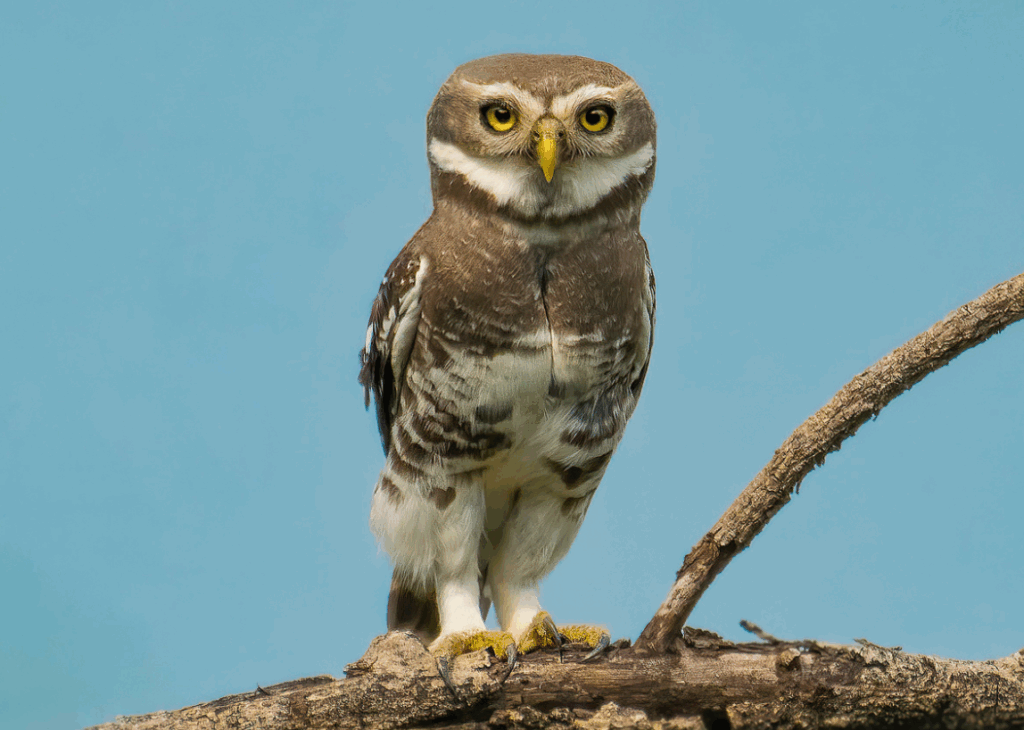 Forest Owlet