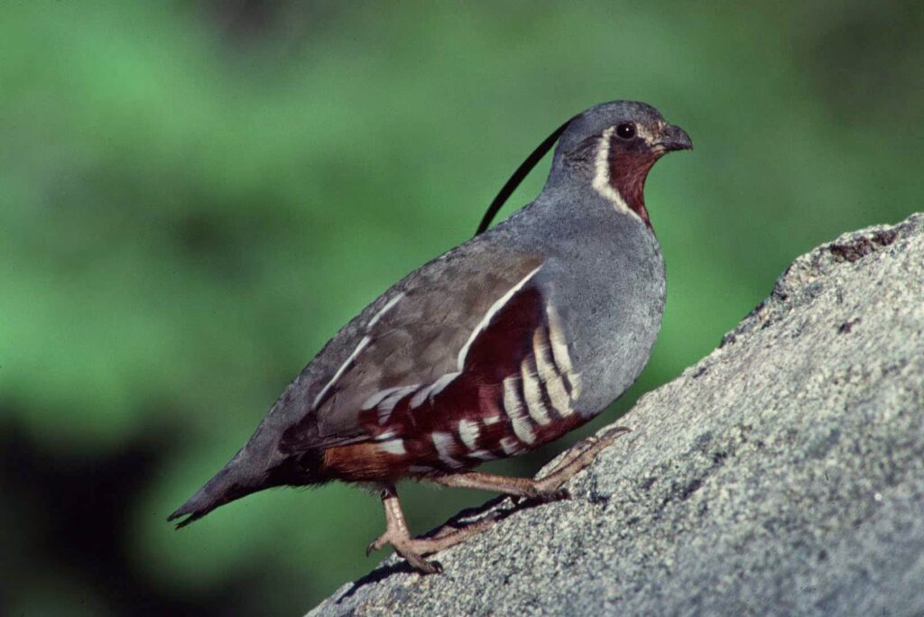 Himalayan Quail