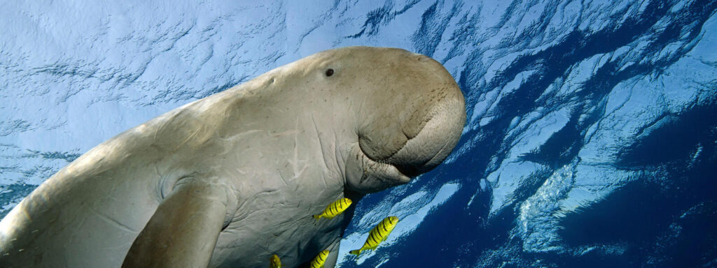 Dugong