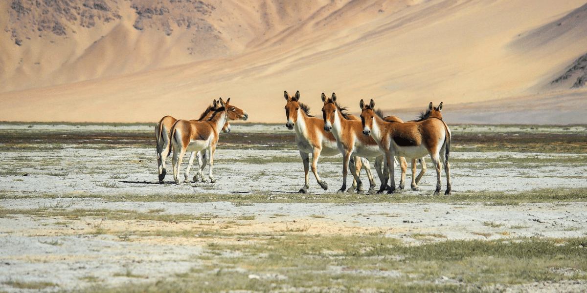 biggest national park in india