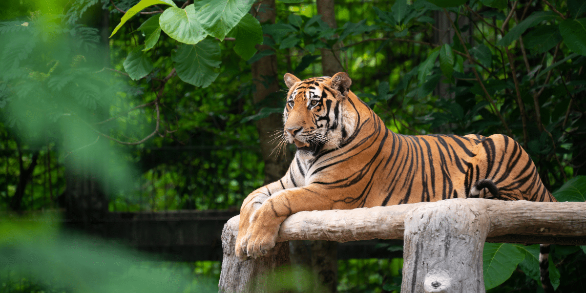 international tiger day