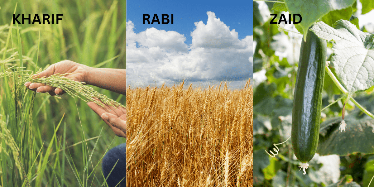 crop seasons in india