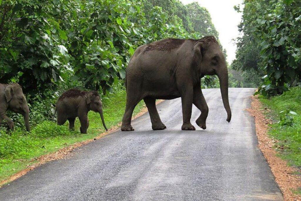elephant corridor in india