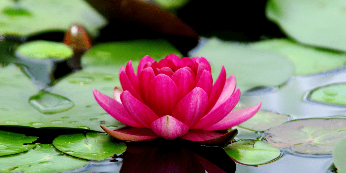 national flower of india