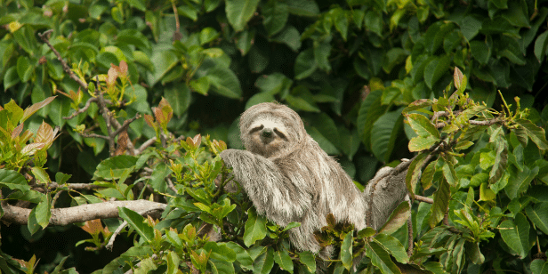 slowest animal in the world