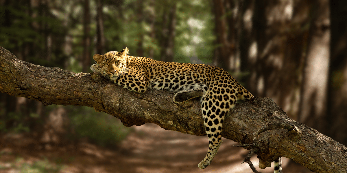 wildlife protection act