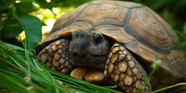 difference between turtle and tortoise